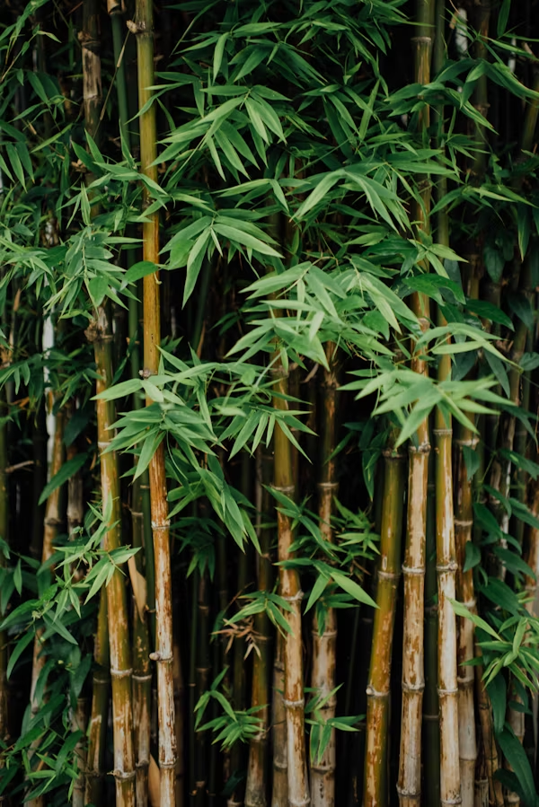 Bamboo Product